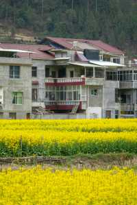 陝西旅行｜漢中油菜花賞花攻略之鹽場鎮