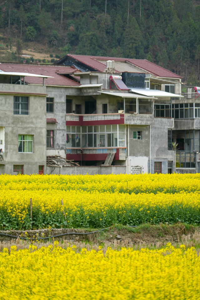 陝西旅行｜漢中油菜花賞花攻略之鹽場鎮