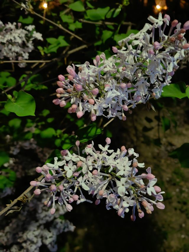 夜遊望京海棠花溪