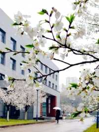 📚🌿Nanjing University: A Historical Haven🏛️