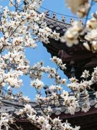 Beautiful Cherry Blossoms in Nanjing ♥️🇨🇳