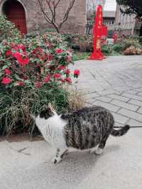 春日宜祈福來1600年猫猫寺廟賽博祈禱