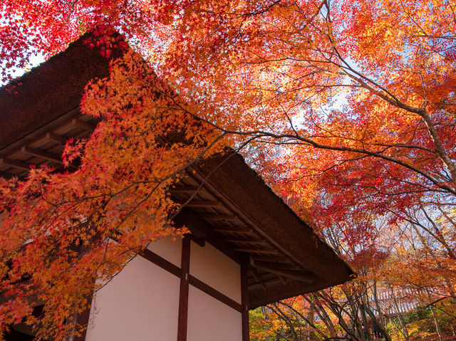 日本旅行|去日本看楓葉不能錯過的地方