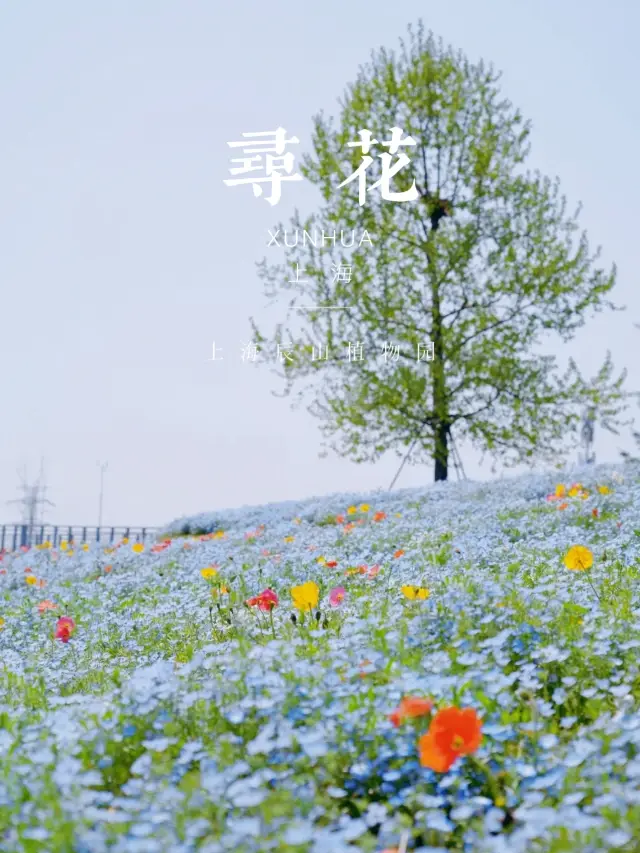 上海 | 踏春賞花·辰山植物園全攻略