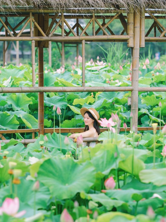 The sole location in Hangzhou where one can freely pluck lotus flowers! Less crowded and niche.