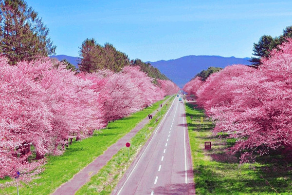 桜木花道 7キロの花見 | Trip.com 新ひだか町