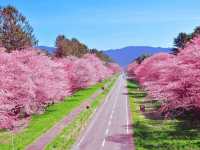 Seven Kilometers of Hanami
