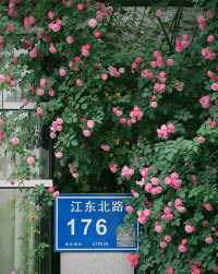 南京|一頭扎進薔薇花瀑，這裡居然沒人有人