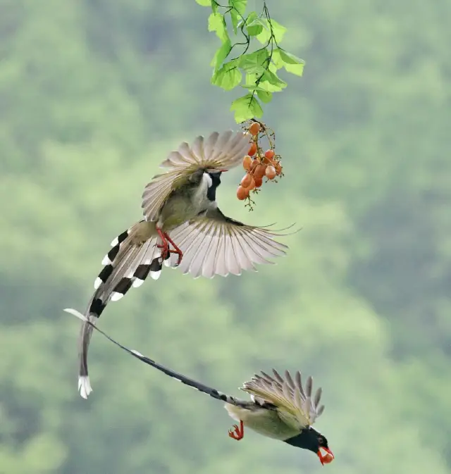 The spring breeze greens the Su Causeway again; the spring scenery of West Lake intoxicates the heart