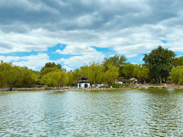 北京｜你看到陶然亭公園的鵝掌楸了嗎？