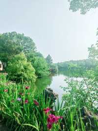 義烏植物園，草木欣然，鳶尾盛開