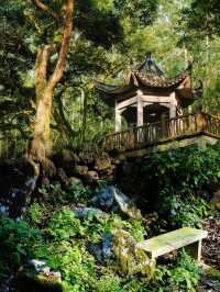 廣州邓山觀星小鎮的古榄園，一個連本地人都鮮為人知的綠意天地