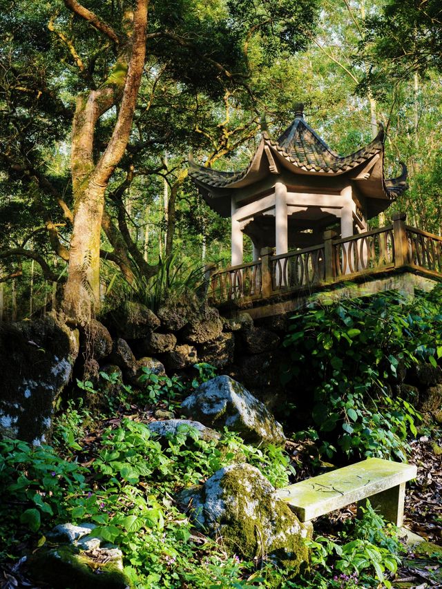 廣州邓山觀星小鎮的古榄園，一個連本地人都鮮為人知的綠意天地