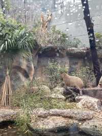 南京去哪兒｜集科普和觀賞於一身的紅山森林動物園