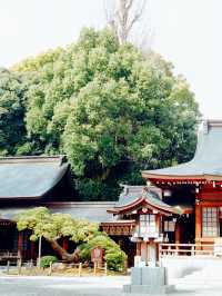 【熊本】出水神社：歷史悠久絕佳春遊去處