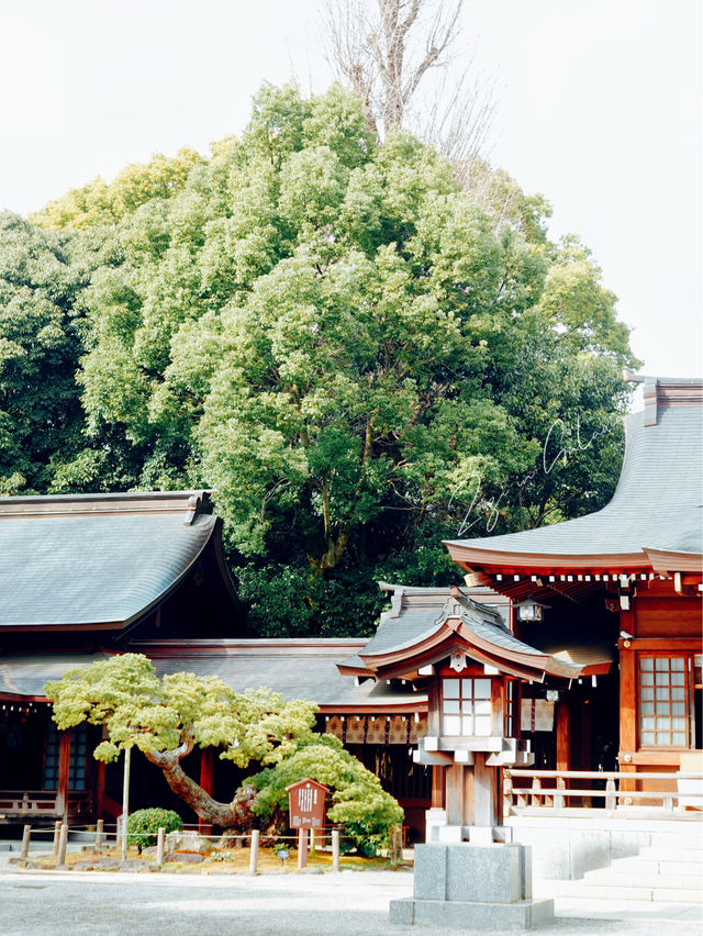 【熊本】出水神社：歷史悠久絕佳春遊去處