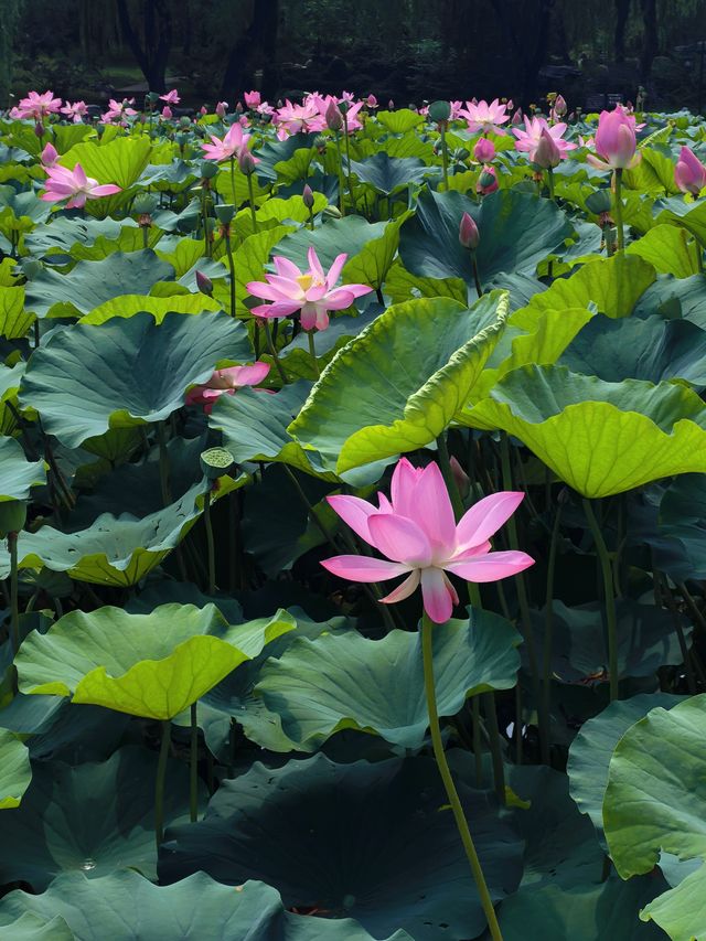 荷花蓮花連翹紫薇｜陶然亭公園太寶藏了