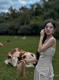 關山牧場我的阿勒泰