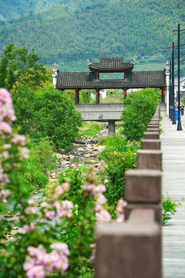 藏在浙南古村里的大魚海棠真的很怕它火