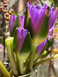 A restaurant for flower lovers 