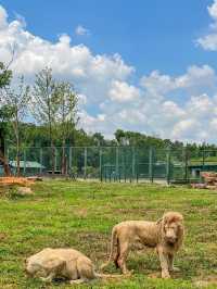 被常德動物園裡小動物治癒！來抄遊玩攻略啦||：湖南常德野生動物世界總佔地2500畝 園區裡面有世。