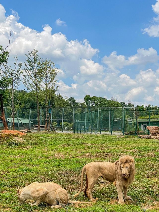 被常德動物園裡小動物治癒！來抄遊玩攻略啦||：湖南常德野生動物世界總佔地2500畝 園區裡面有世。