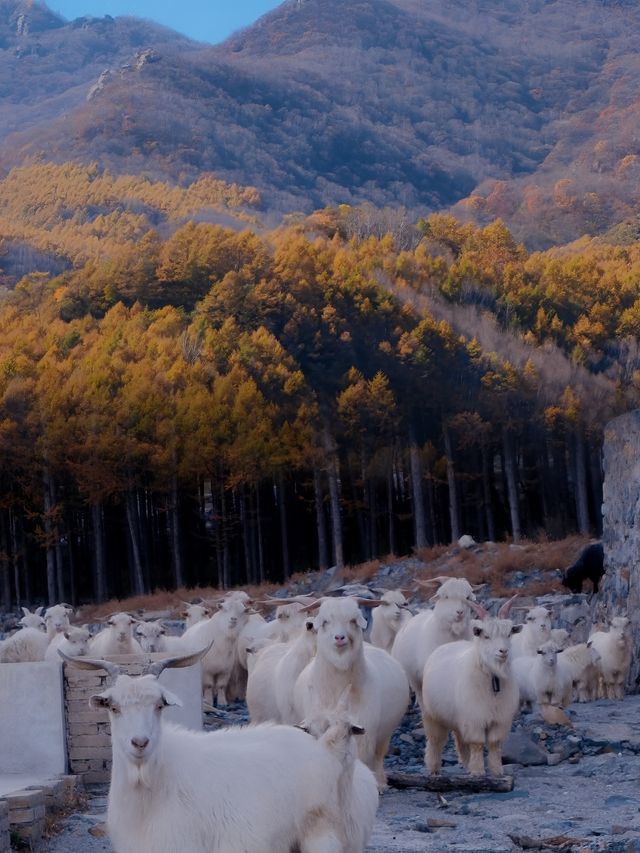 9月中旬一定要來這裡徒步賞秋。