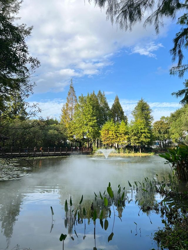 寧波日湖公園丨迷霧森林。