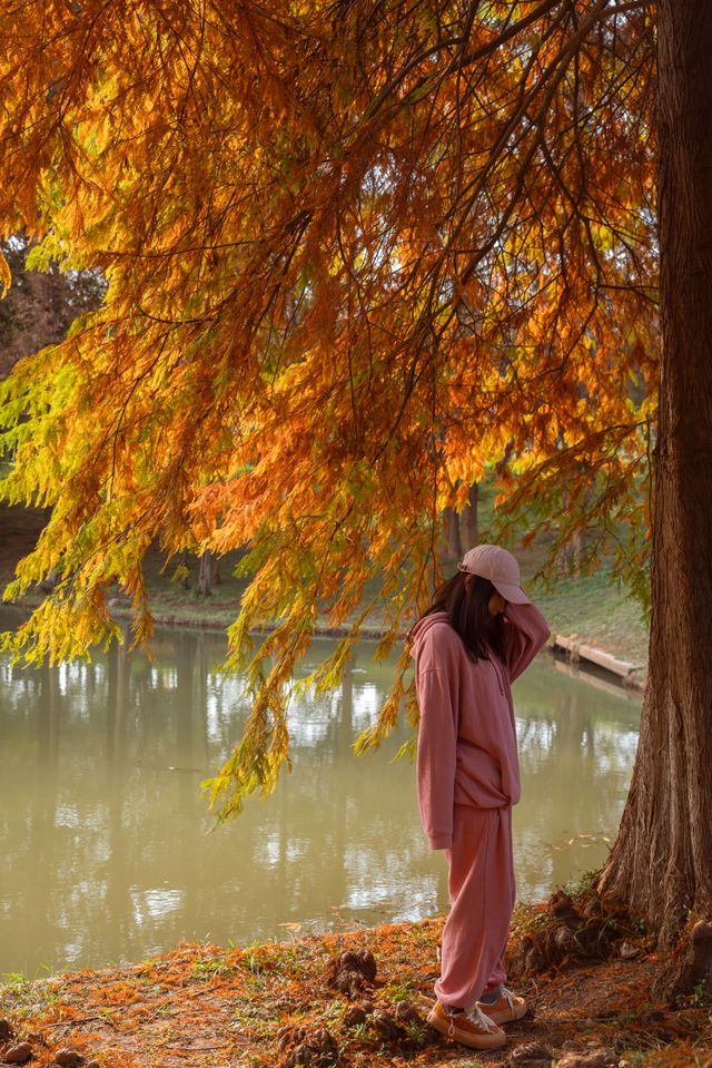 長沙賞秋寶藏地公園20分鐘效應。