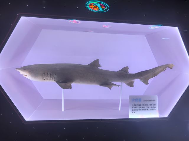 太治癒了｜在海底世界墜入一場藍色的夢。