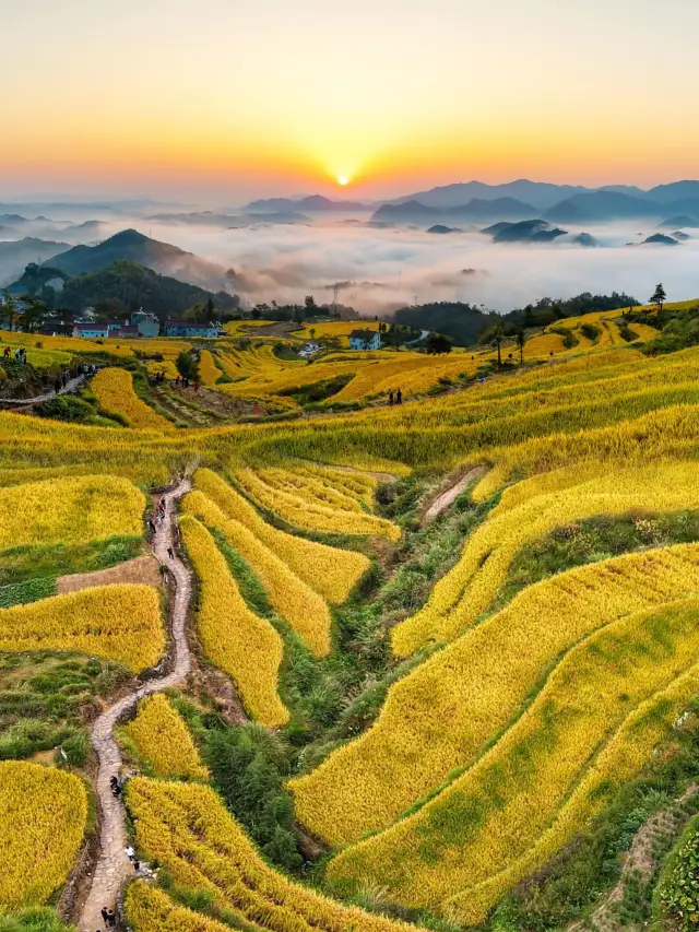 Hướng dẫn tham quan Ruộng bậc thang vàng.