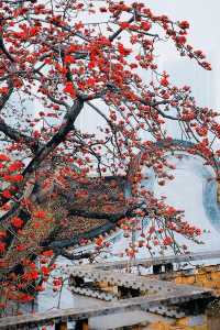 廣州 木棉花開和嶺南書院。