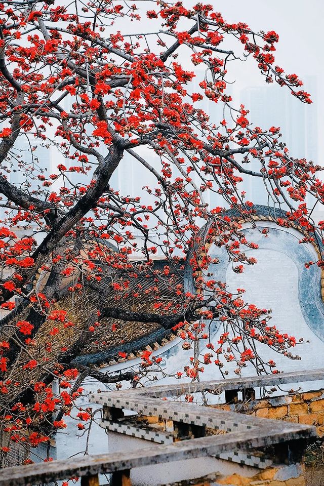 廣州 木棉花開和嶺南書院。