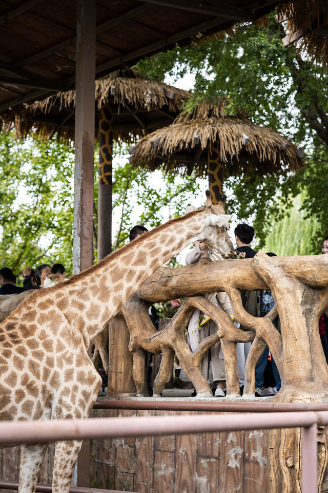 不知道哪裡遛娃？南通森林野生動物園餵水豚！