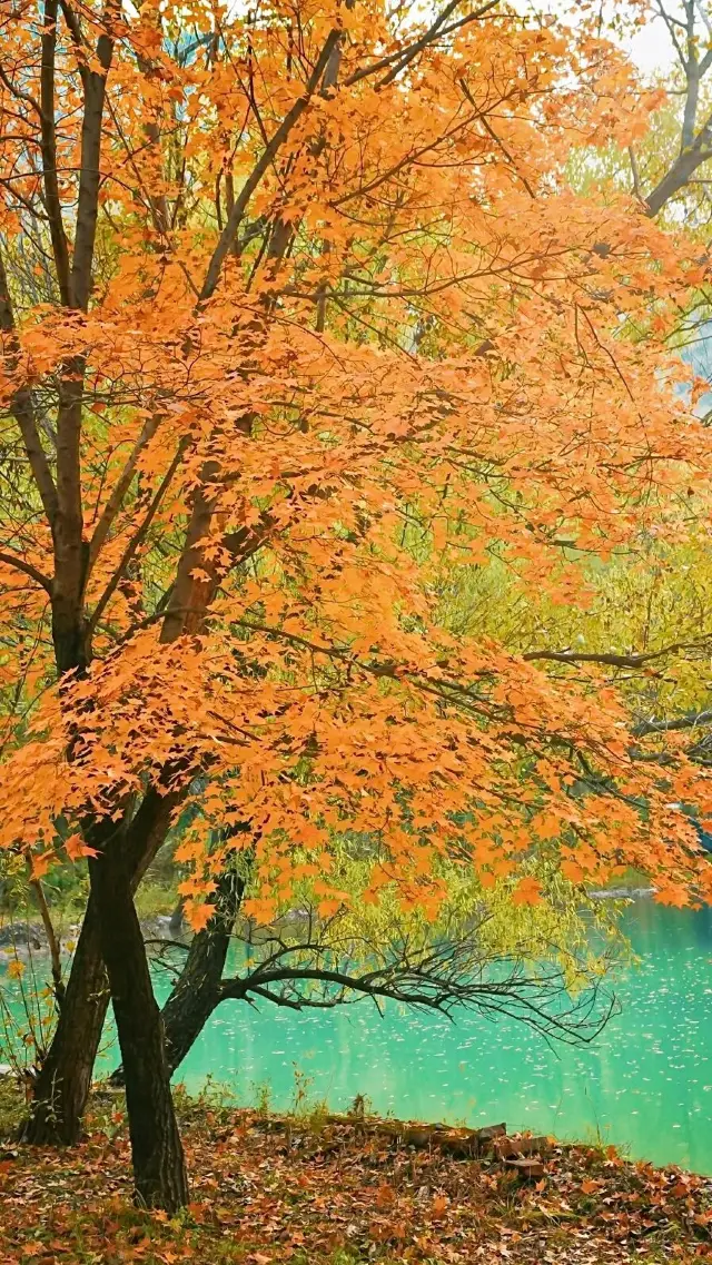 In October, Beijing's Baili Gallery is like a fairytale. 