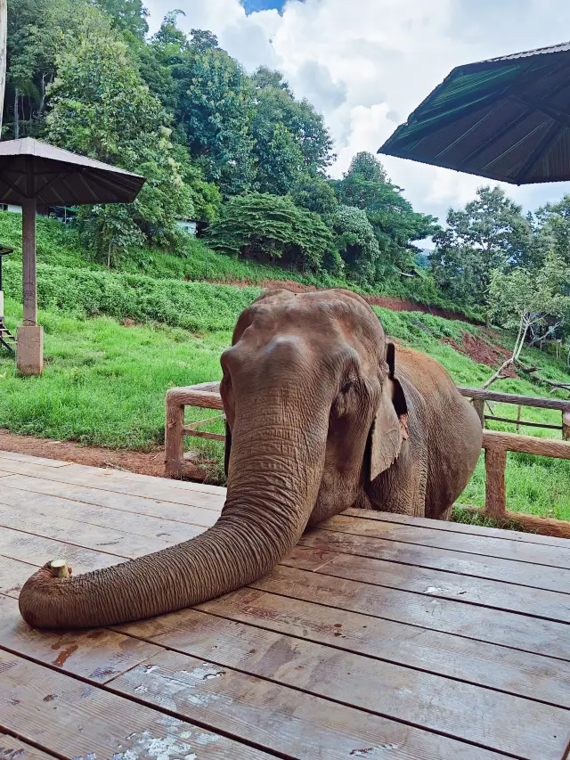 Chiang Mai Elephant Interaction｜Get Up Close with Elephants for Free!
