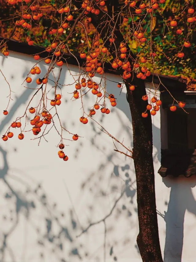 Zanzishi Village, the "First Village of Sweet Persimmons in China," is a sweet rural legend!