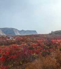 荒野紅葉，異星礦場。