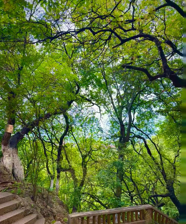 藏在玉溪的魔法森林，99% 的本地人都不知道。