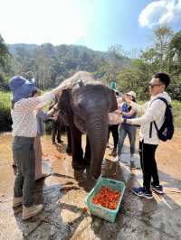 西雙版納｜熱帶雨林看亞洲野象🐘