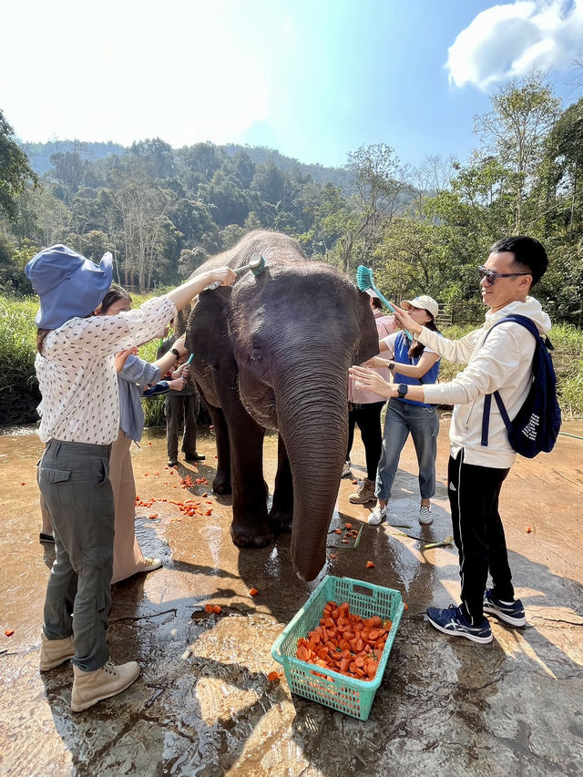 西雙版納｜熱帶雨林看亞洲野象🐘