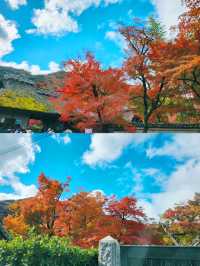 京都賞楓圖鑑：寶嚴院。
