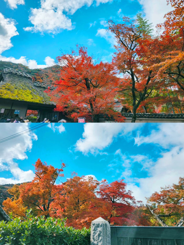 京都賞楓圖鑑：寶嚴院。