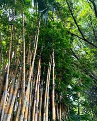 《探秘哥打京那巴魯沙巴博物館》。