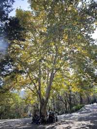南京老山森林公園 | 親子秋遊寶藏地 。