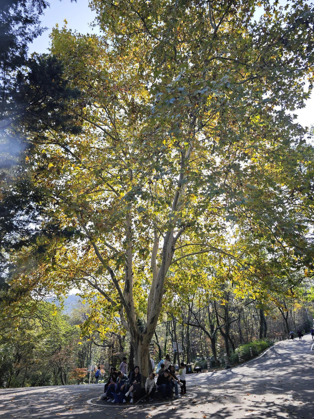南京老山森林公園 | 親子秋遊寶藏地 。
