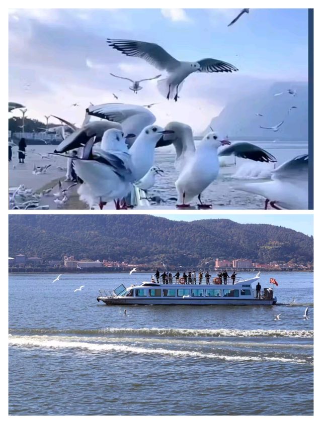 雲南！！昆明滇池邊！來看海鷗住到了夢中情宿！。