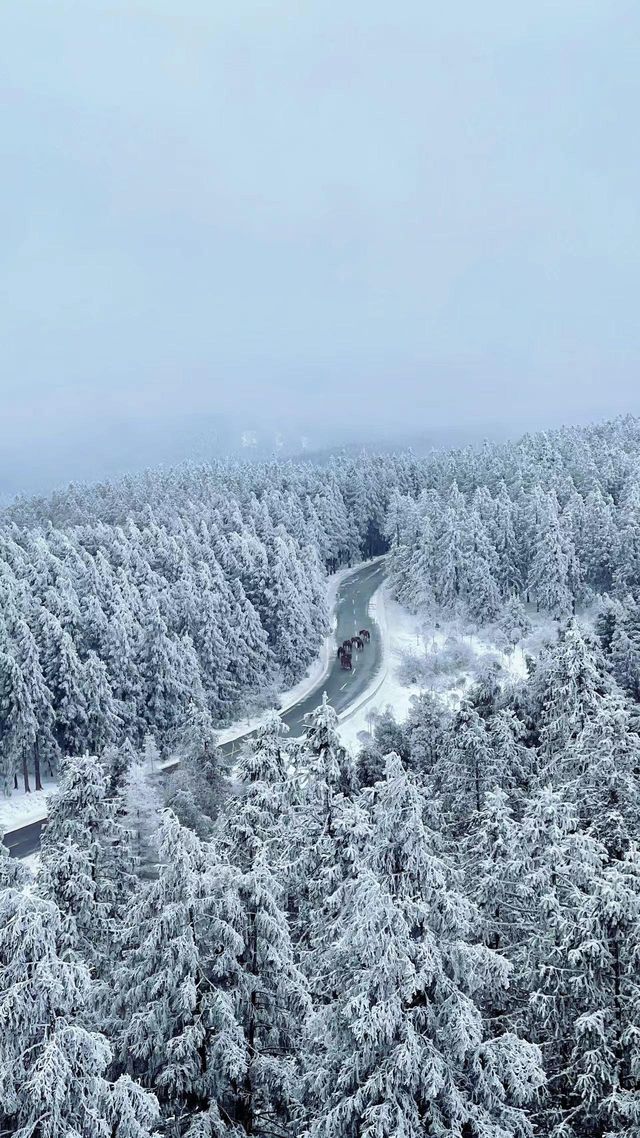 下雪的重慶仙女山童話裡的雪國，簡直就是天堂！。