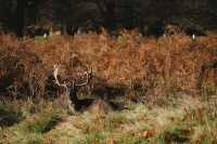 倫敦周邊遊 Bushy Park 有鹿精靈。