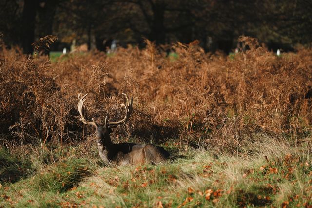 倫敦周邊遊 Bushy Park 有鹿精靈。
